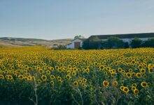 growth horizon analysis forecast