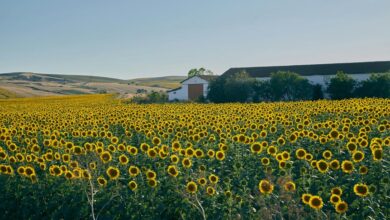 growth horizon analysis forecast