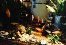 animal species discovery guide