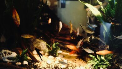 animal species discovery guide