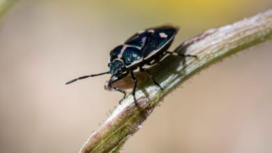 software bug fix discussion portal